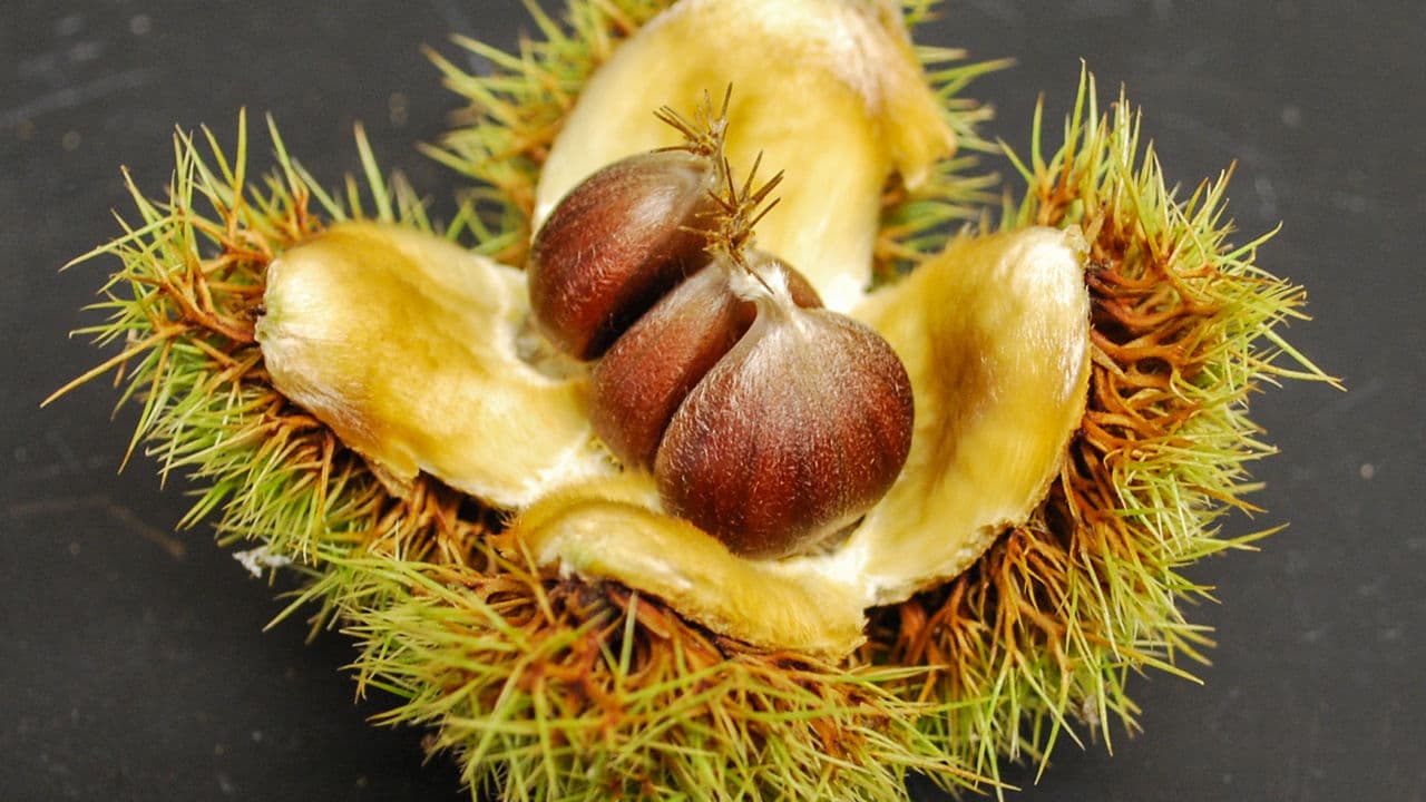 Bringing Back The American Chestnut