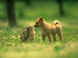 Dogs & Cats: An Owners Guide